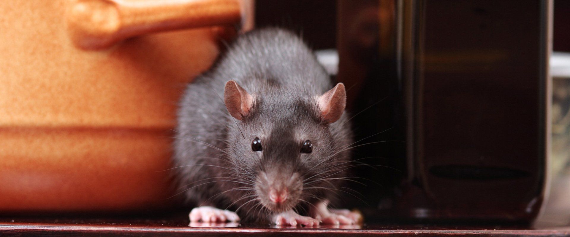 Rodent Control Services