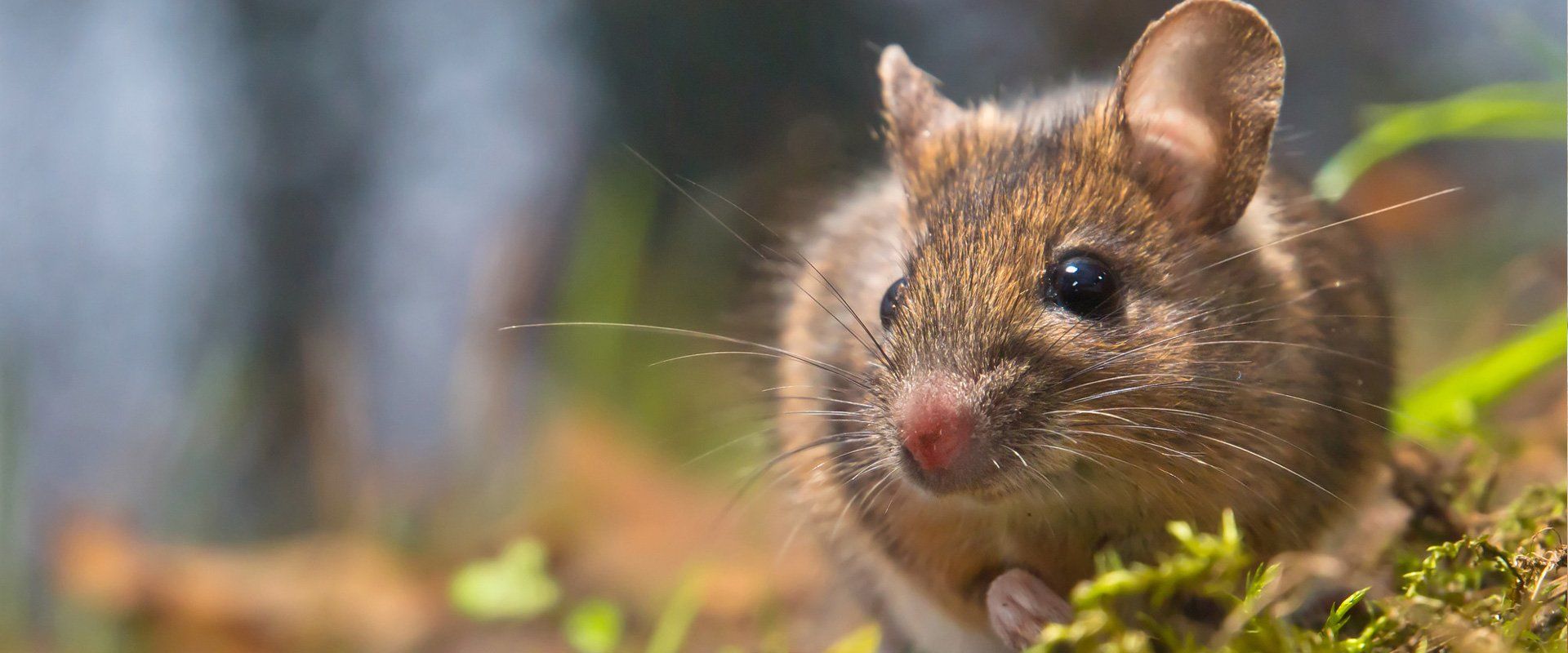 Rodent Control