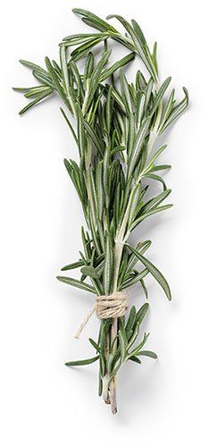 A bunch of rosemary tied with a string on a white background.