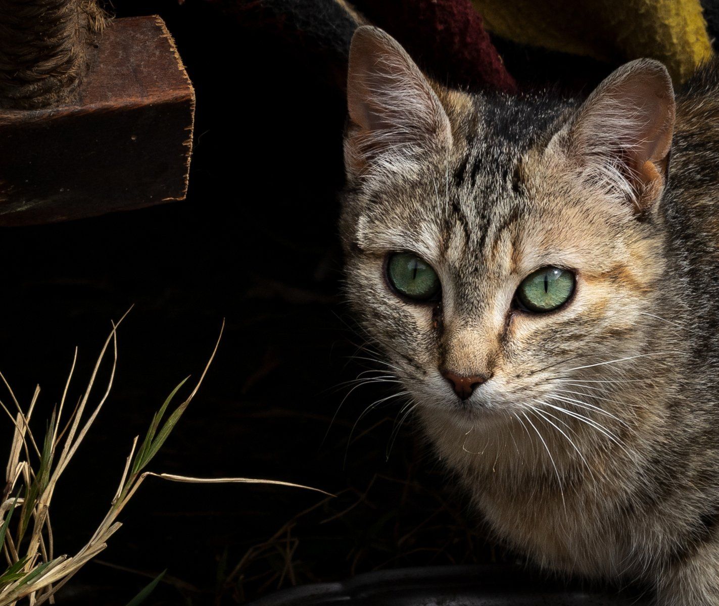 Un Chat Français Sauvage by Miriam Downes
