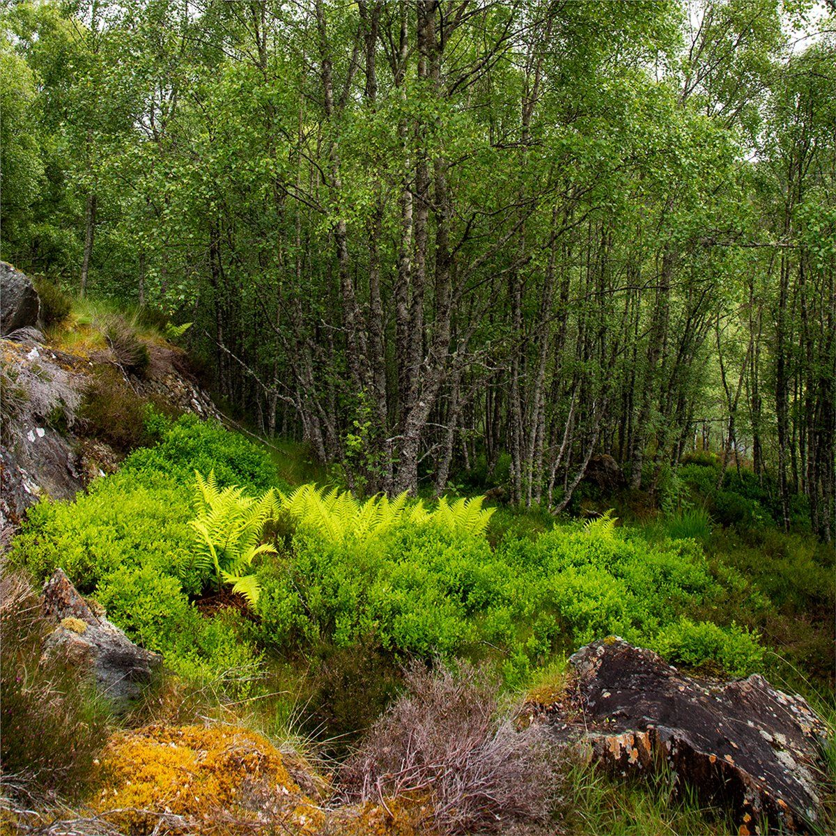 Corner Of A Scottish Glen by Anne Gardiner