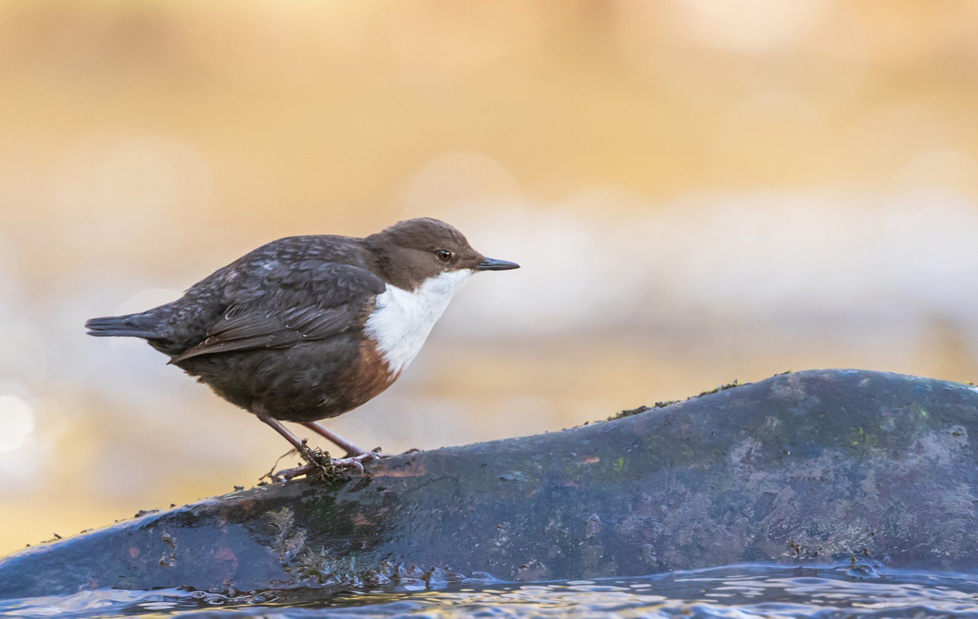 Dipper by Harry Morgan