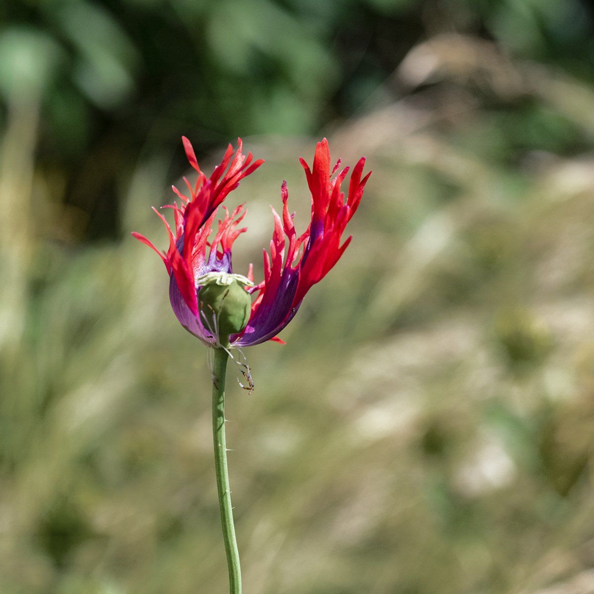 Poppy by David Blatchford