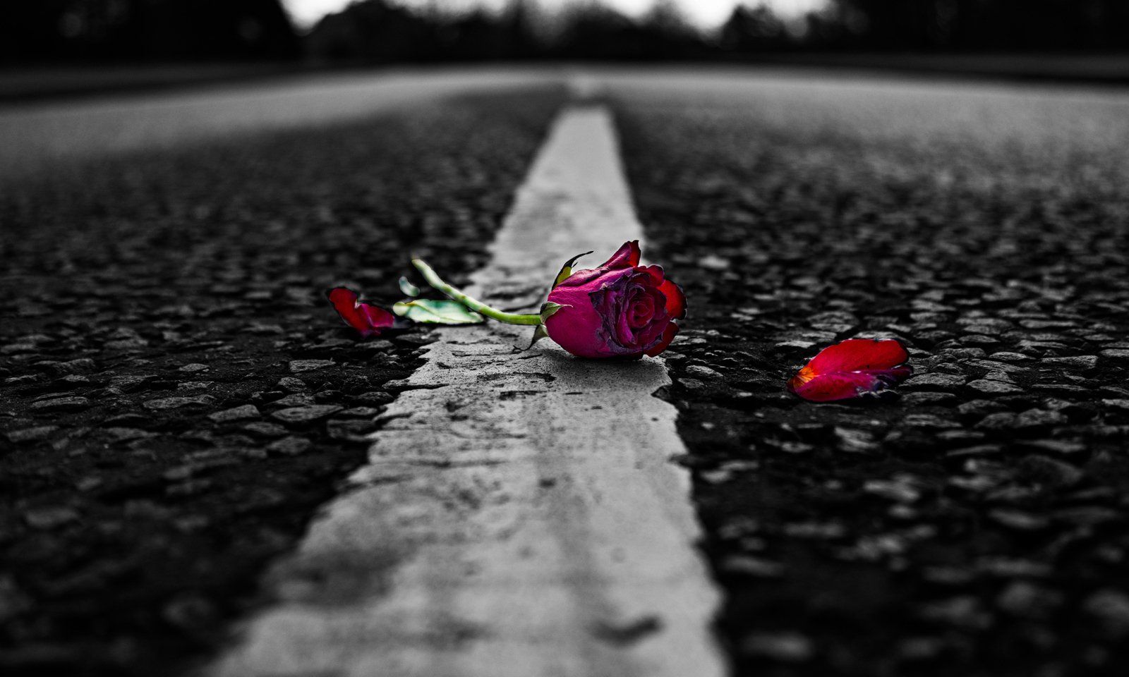 Rose To Nowhere by Robert Collie