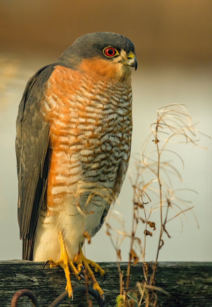 Sparrowhawk On Fence by Malcolm Yates