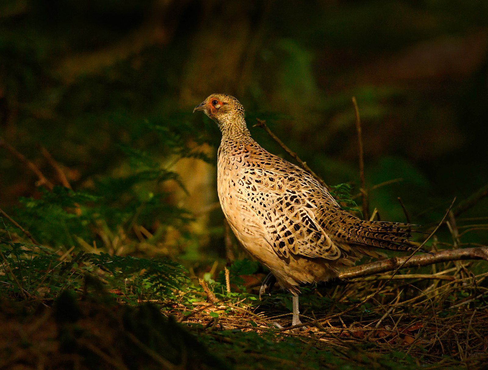 Caught In The Light by Bob Nairn