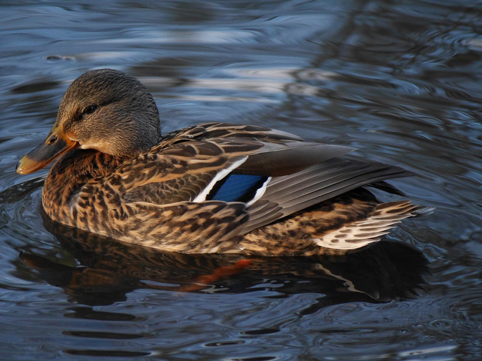 Mallard At Rozelle by Austin Cooke