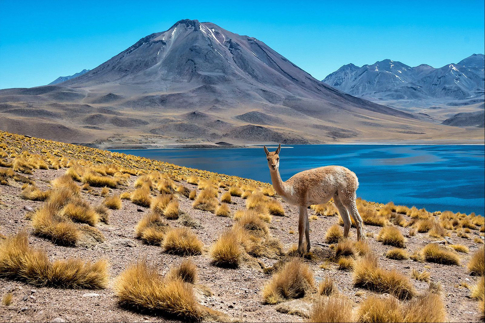 Living The High Life by Forrest Weir