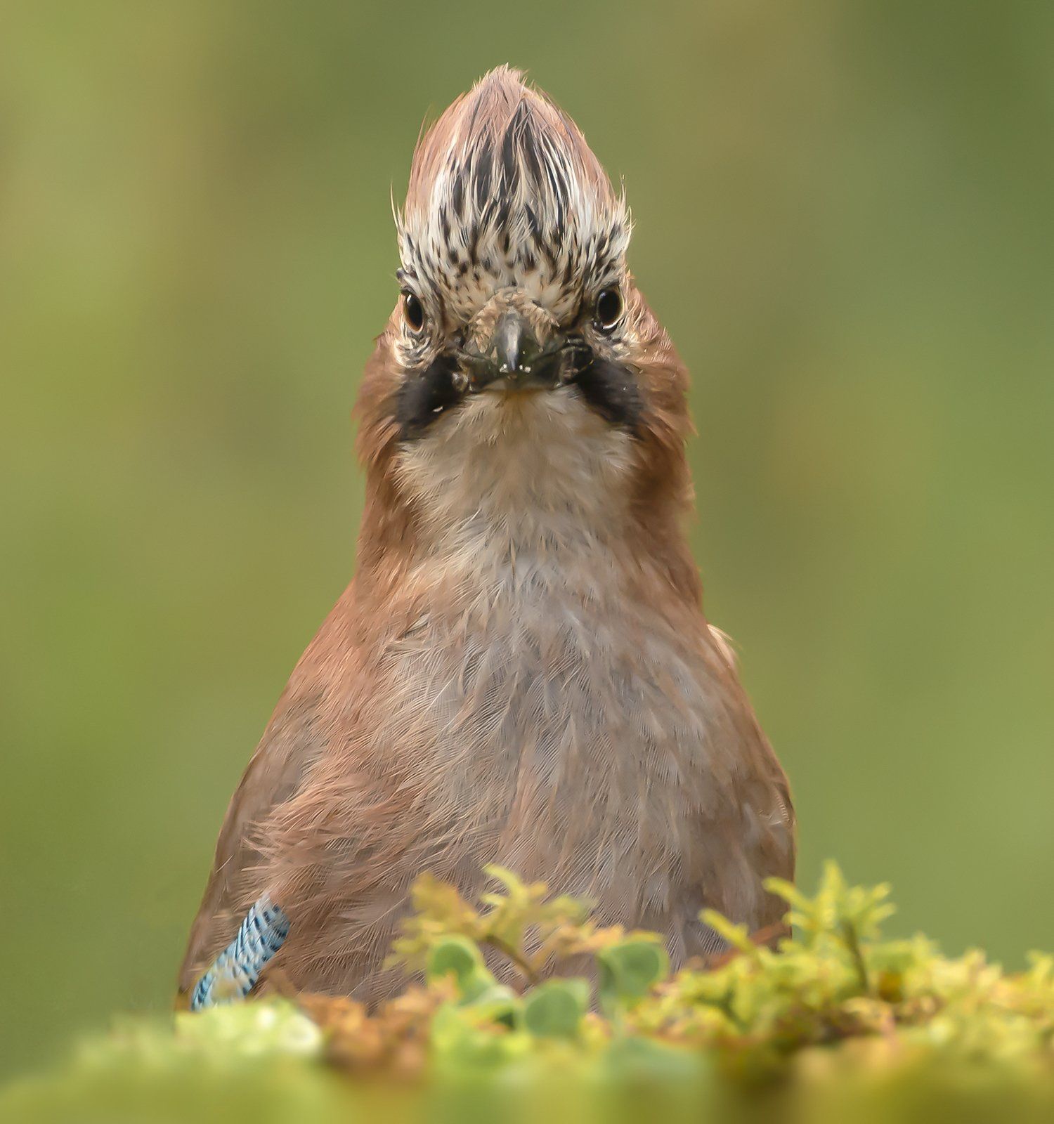 Eye To Eye Jay by Harry Morgan