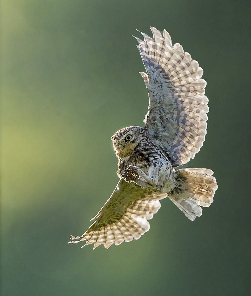 Landing Gear Down by Lorna Hayton