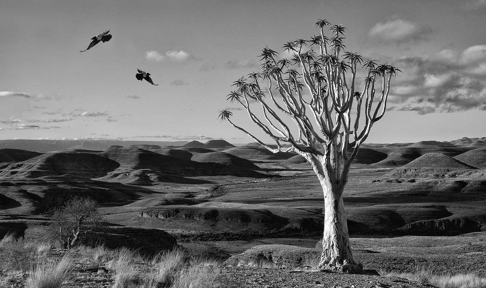 Quiver Tree & Pied Crows by Alastair Swan