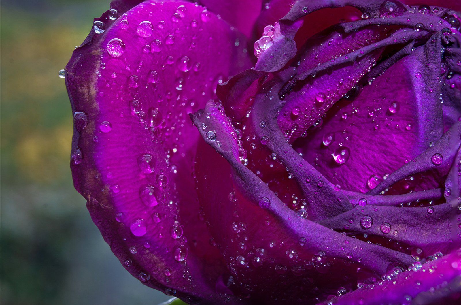 Rose Drops by Jane Stokes