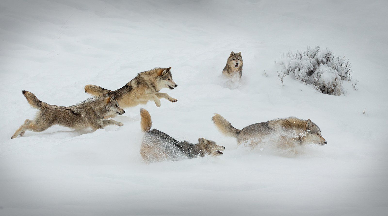 The Wolf Pack by Alastair Swan