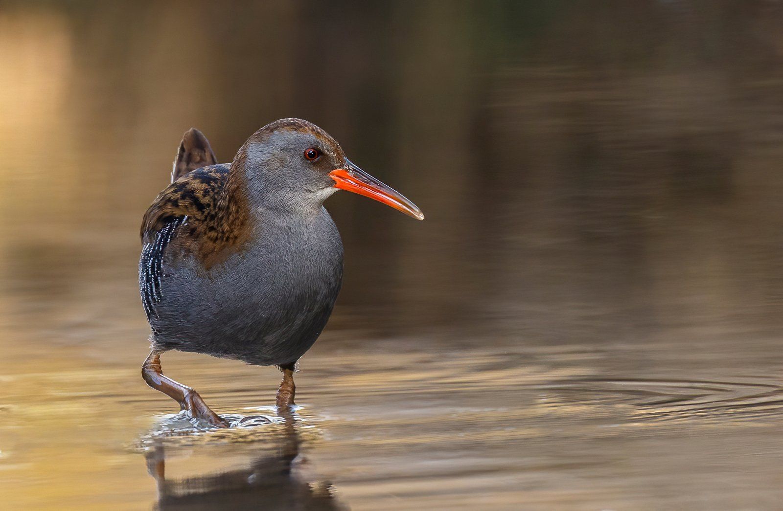 Wading Water Rail by Ruth Hayton