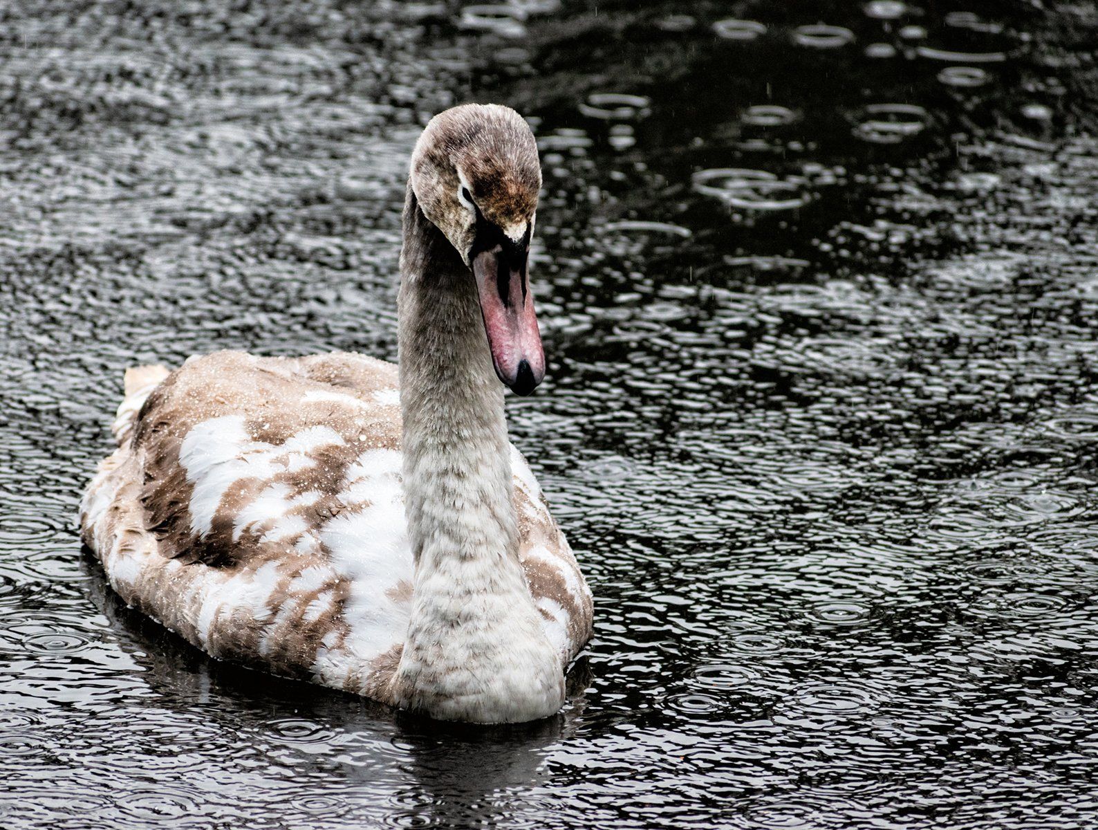 Cygnet on a rainy day