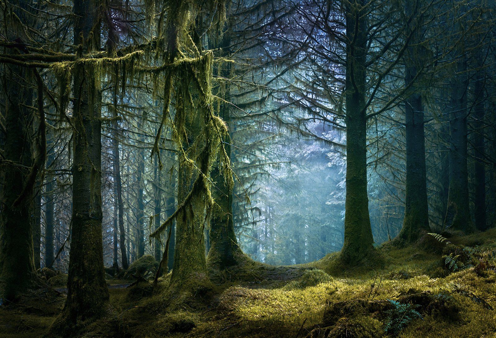 Enchanted Forest