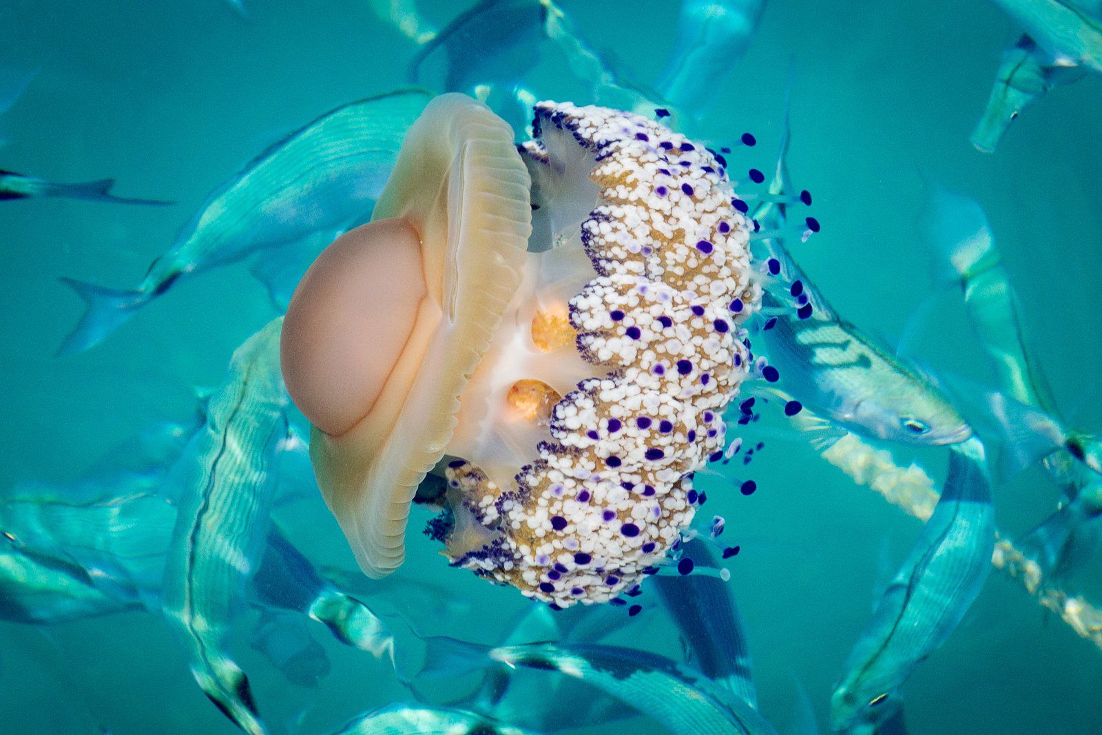 Fried Egg Jellyfish (Cotylorhiza tuberculata)