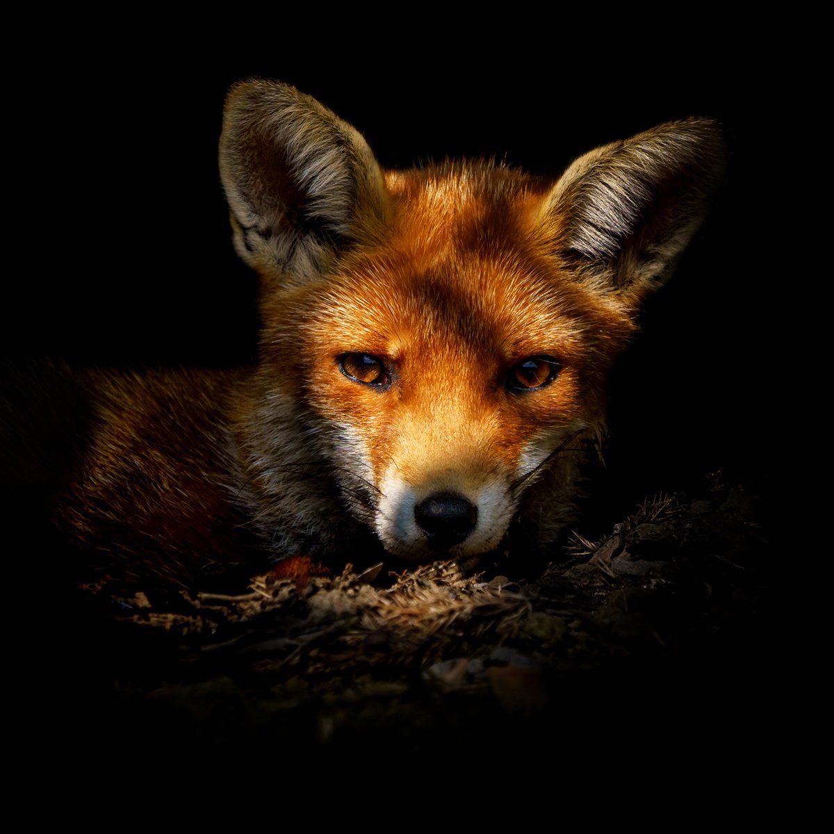 The stare