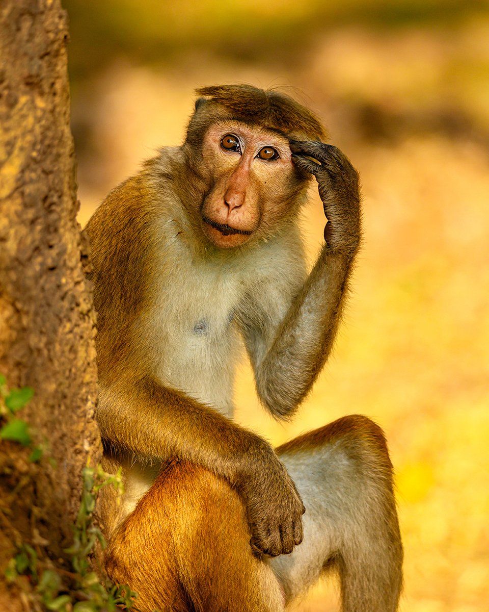 The Thinker