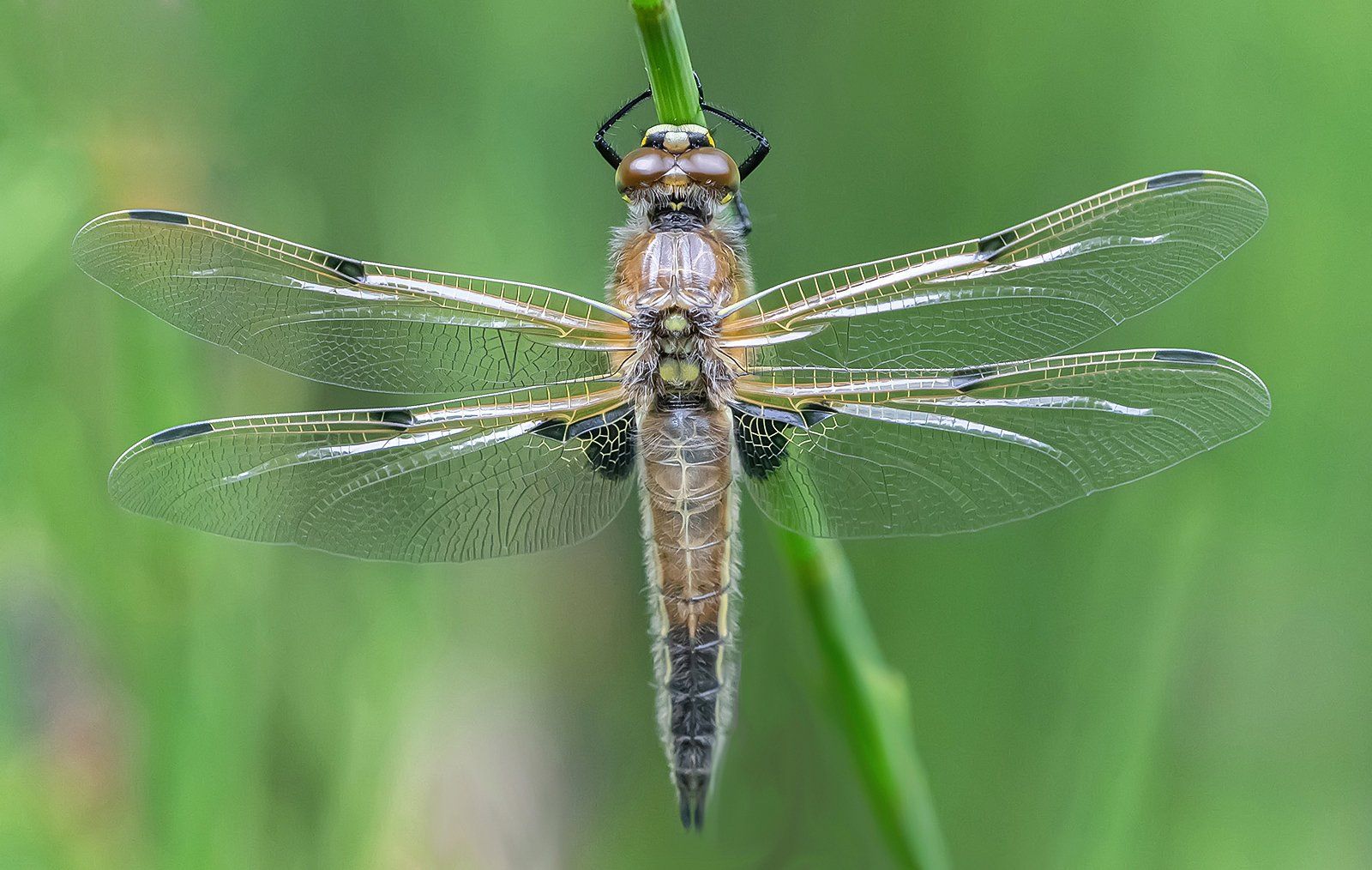 Wings Of Gossamer