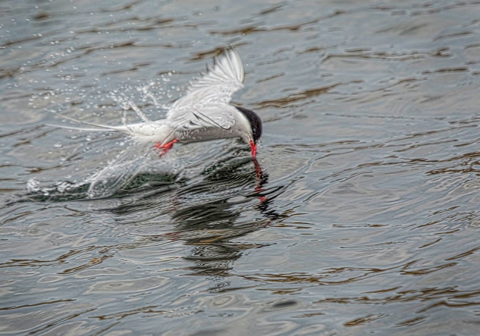 Arctic Tern
