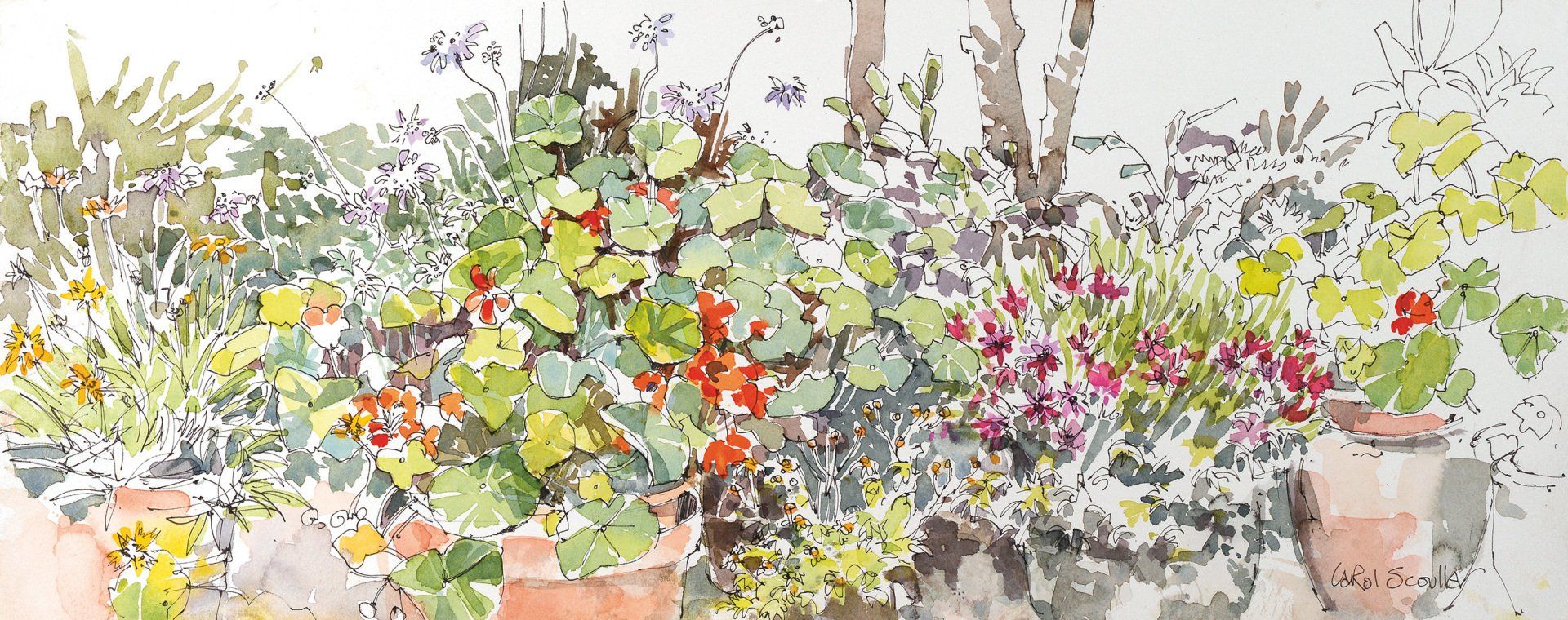 Summer Nasturtiums
