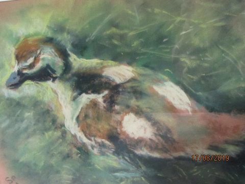 Duckling on Rhine, Susan Porteous Duckling on Rhine, Susan Porteous