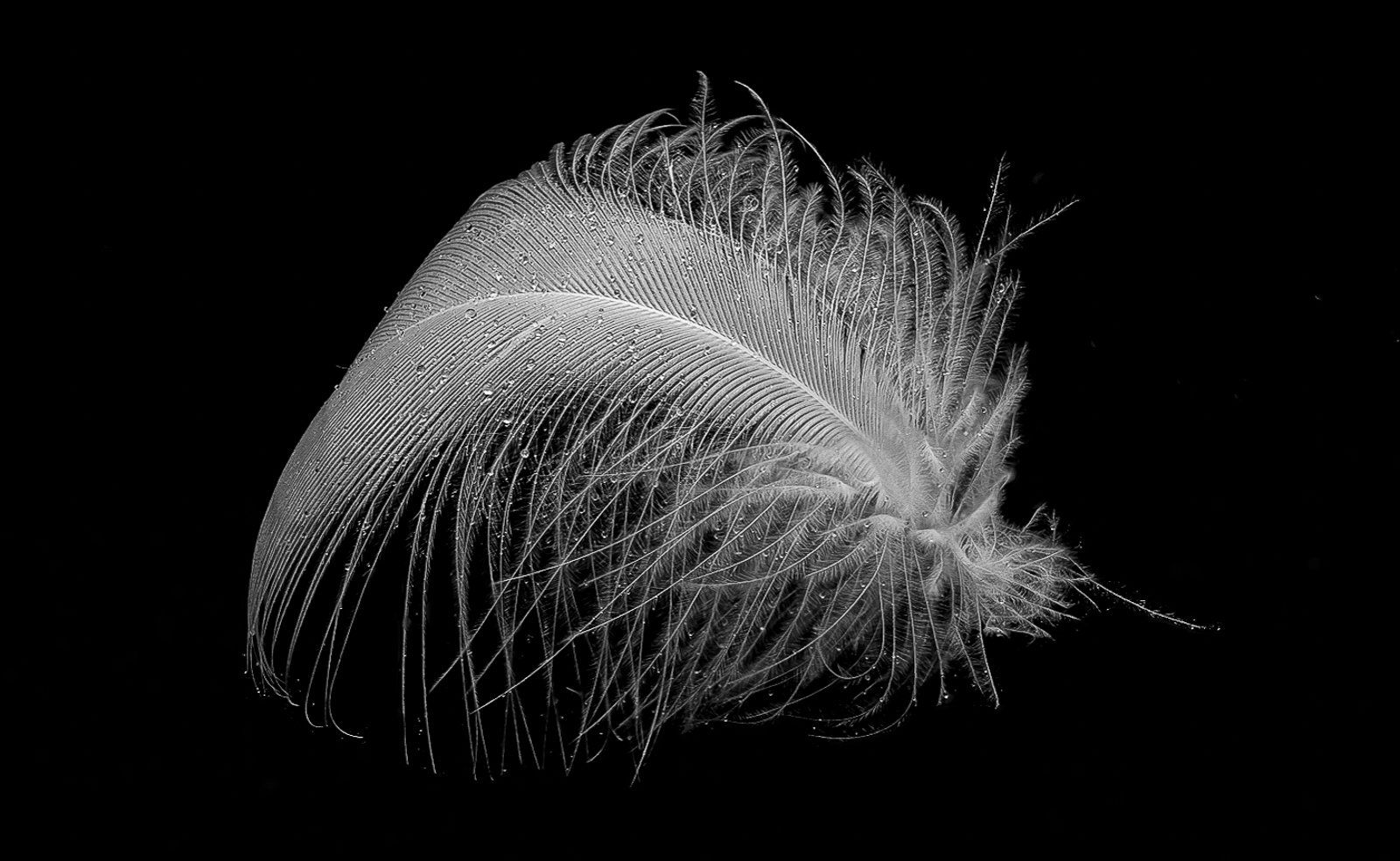 Feather