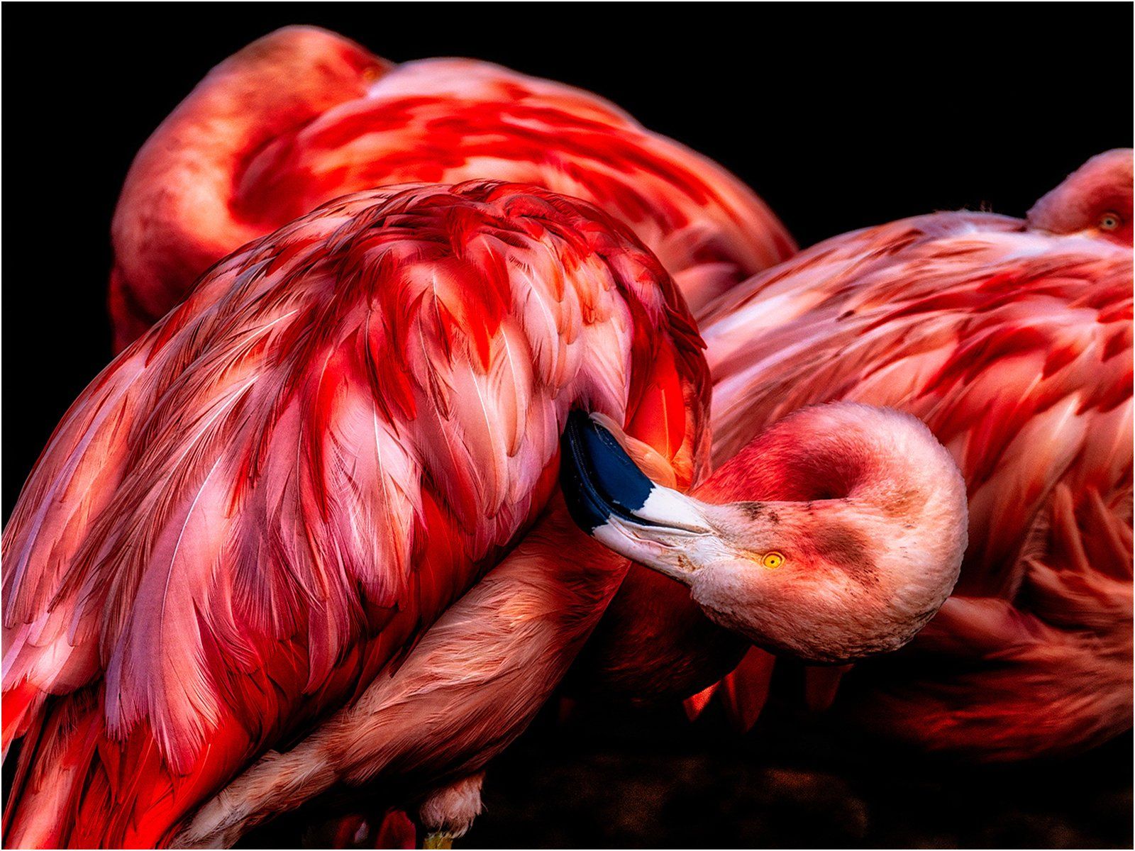 Flamingo