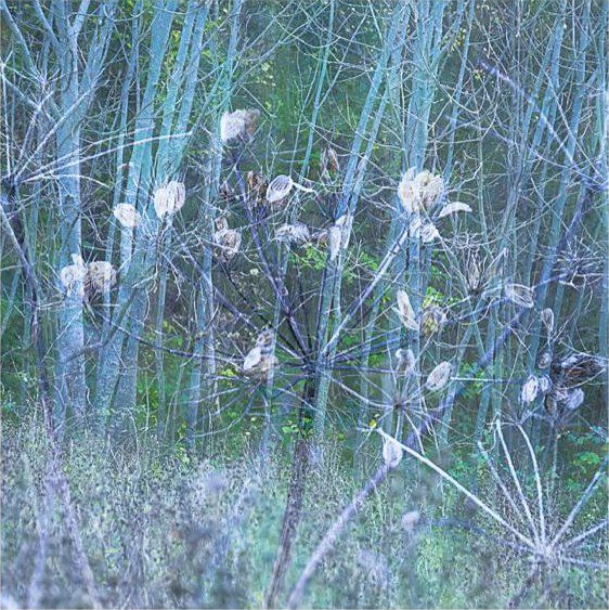 October Lace by Helen Thomson
