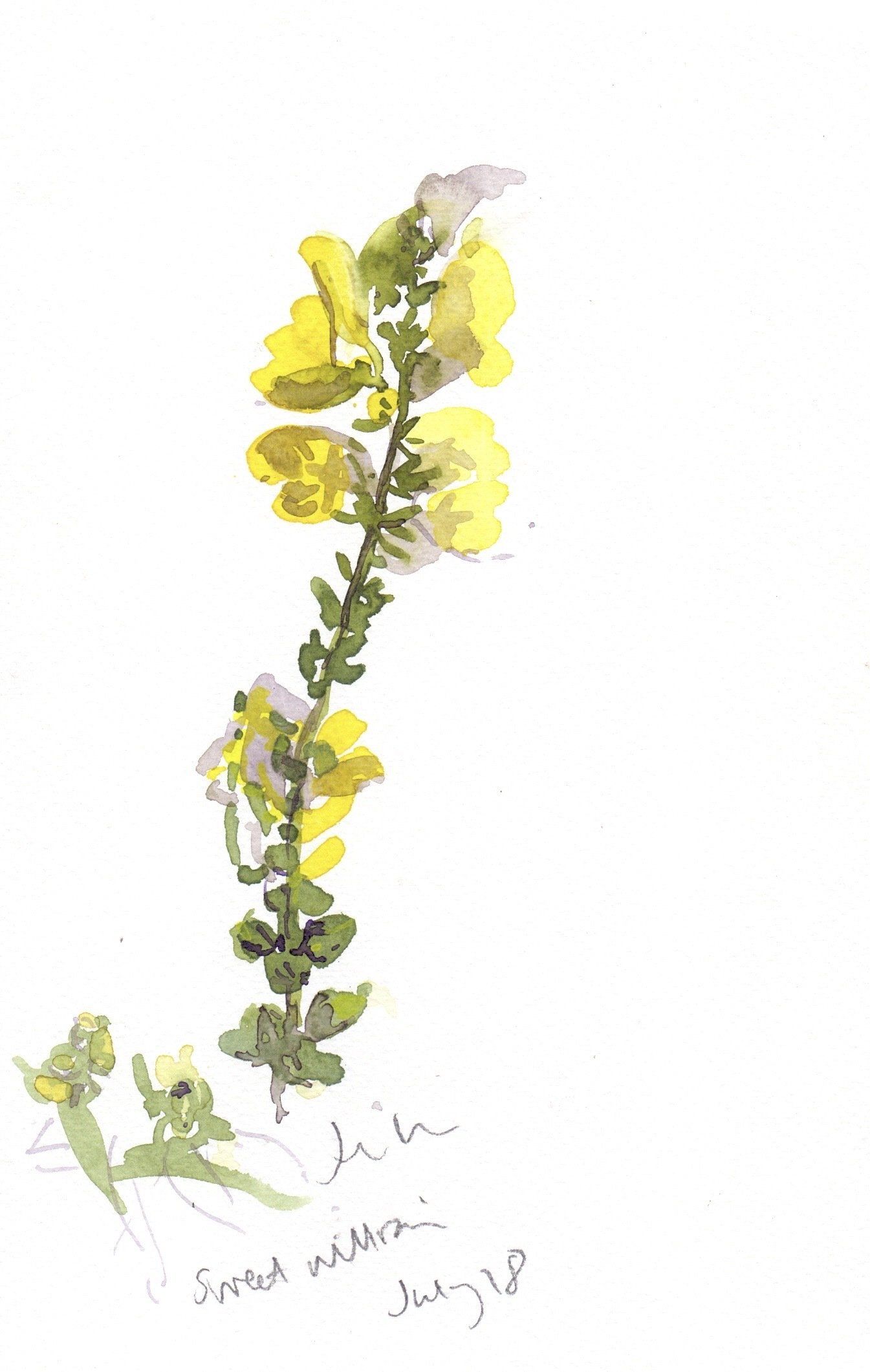 Snapdragon by Jenny Hunter