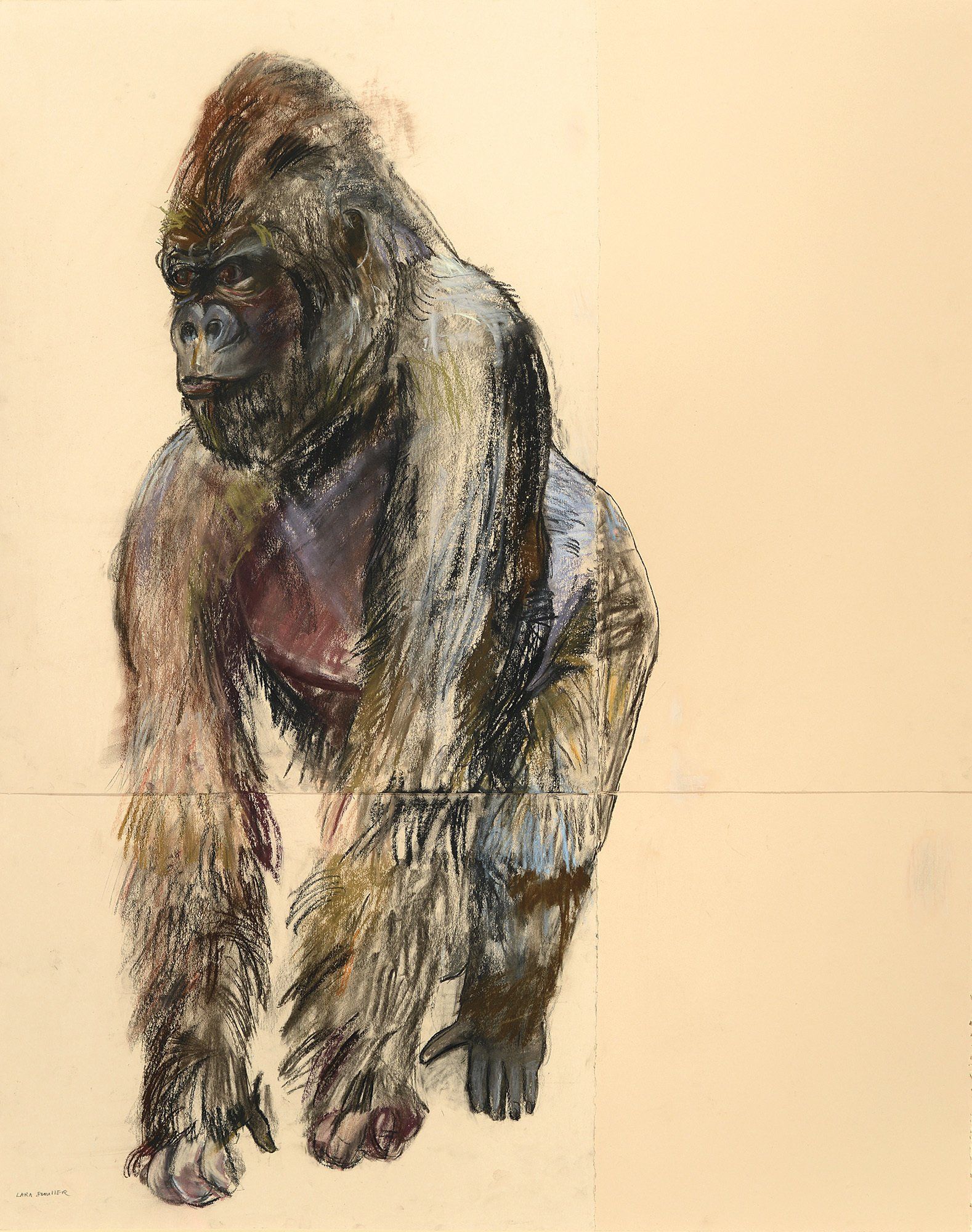 Gorilla