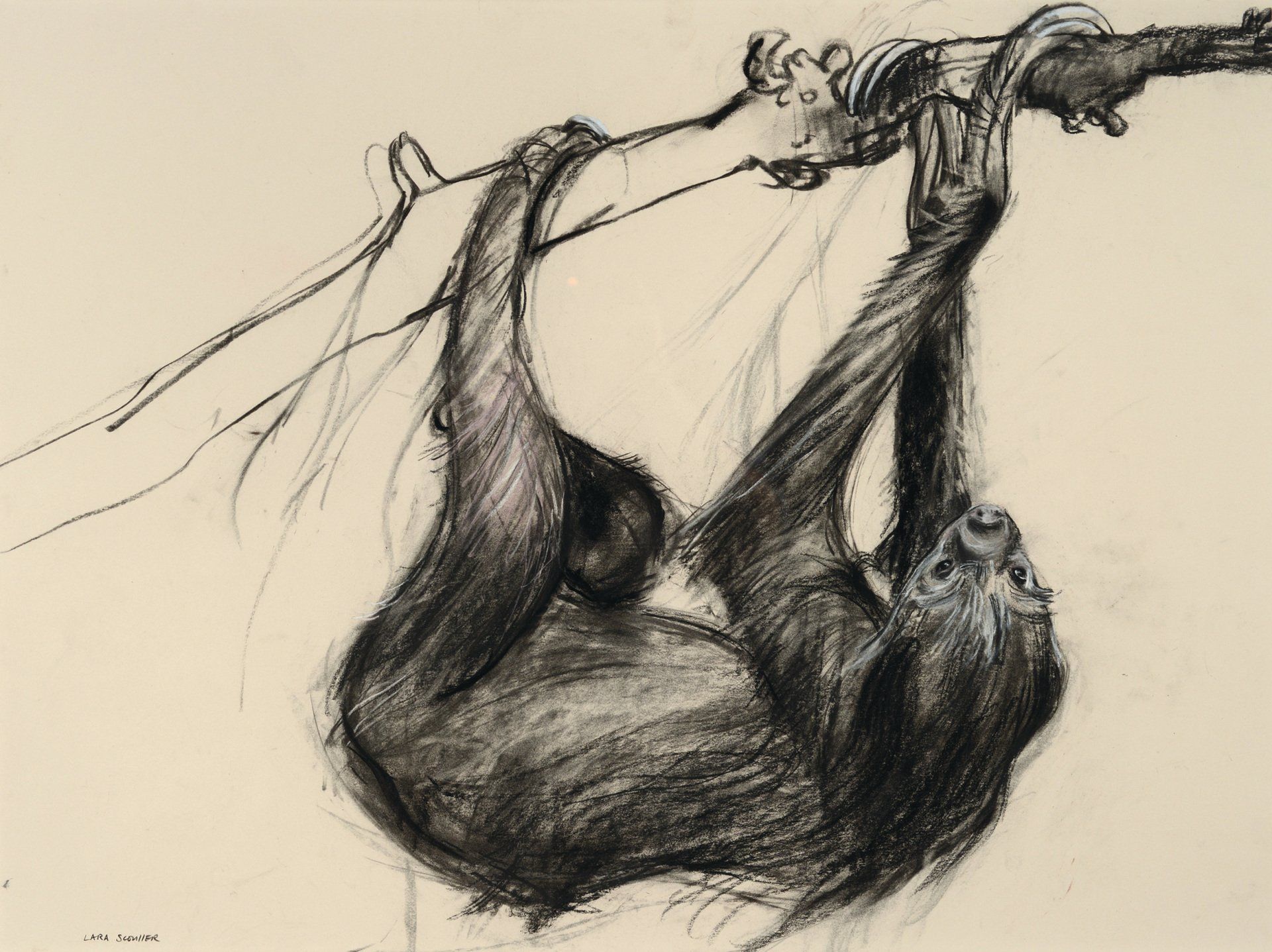 Sloth