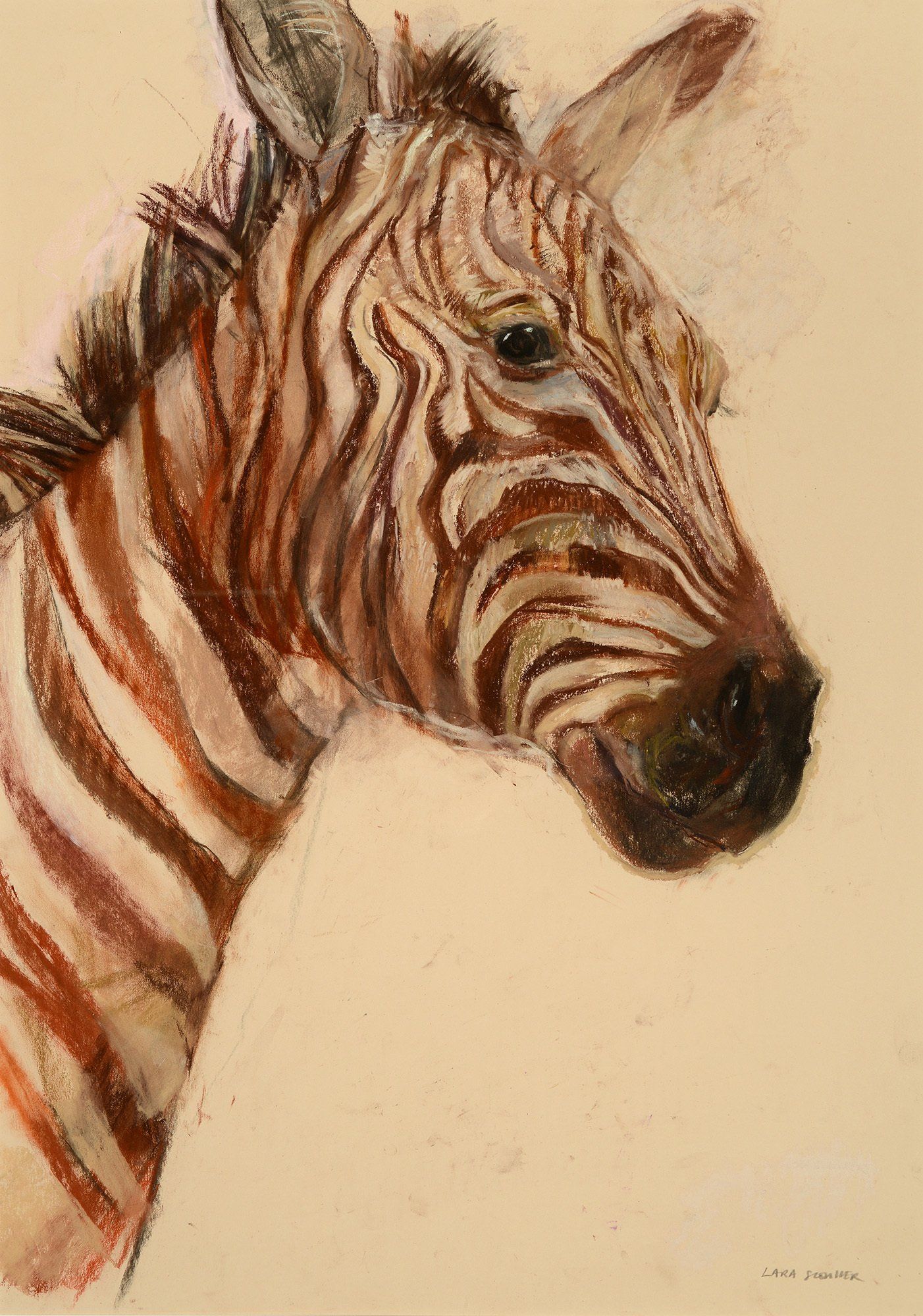 Zebra 1