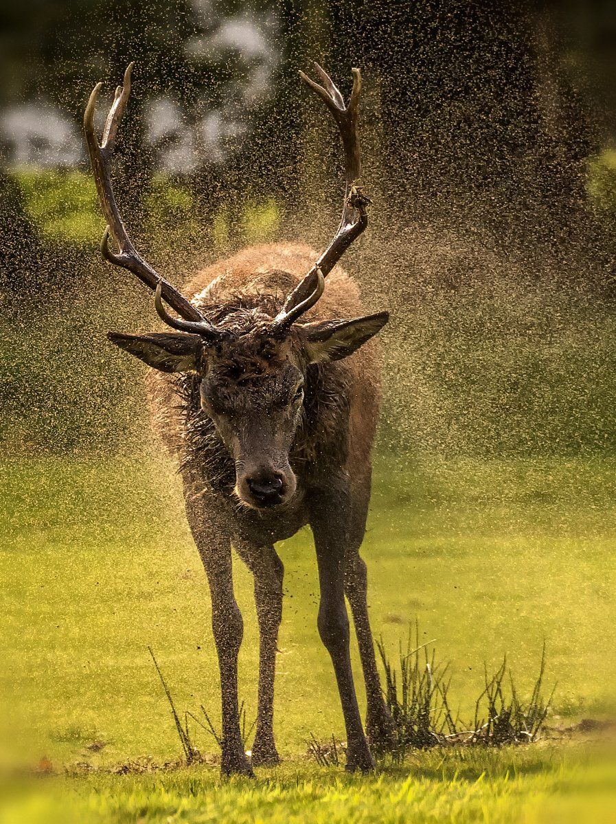 Shake it down