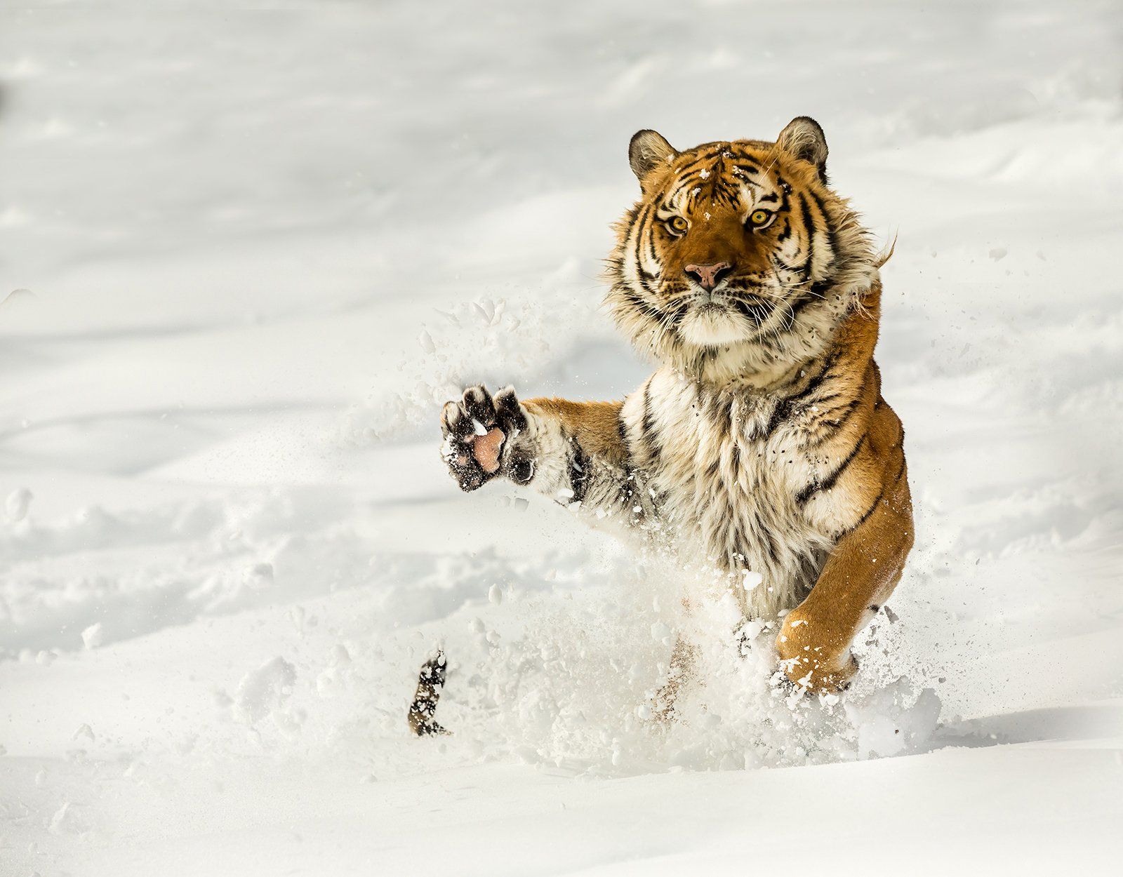 Siberian Predator