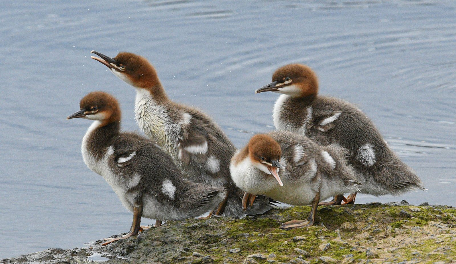Young Goosander Gang