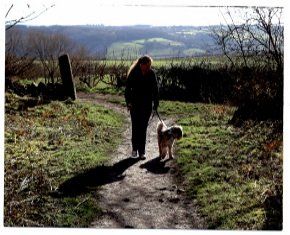 Paddy - One of our regular boarders out on a walk on the Moss Valley Countryside. Call us now on 01142 480 030 A dog walking in the Moss Valley Countryside