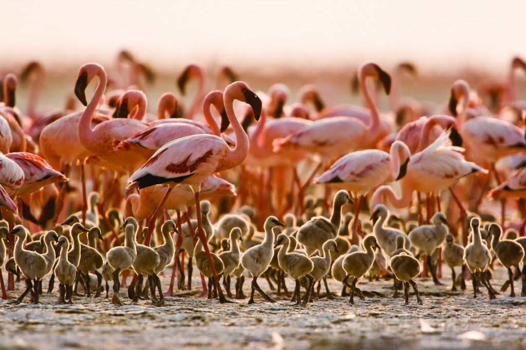 a large group of flamingos and their babies