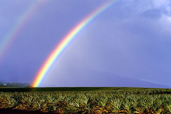 rainbow-copy