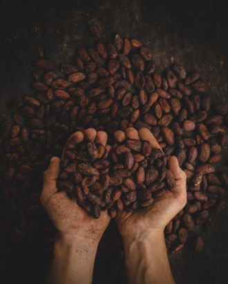 Mains tenant des grains de café