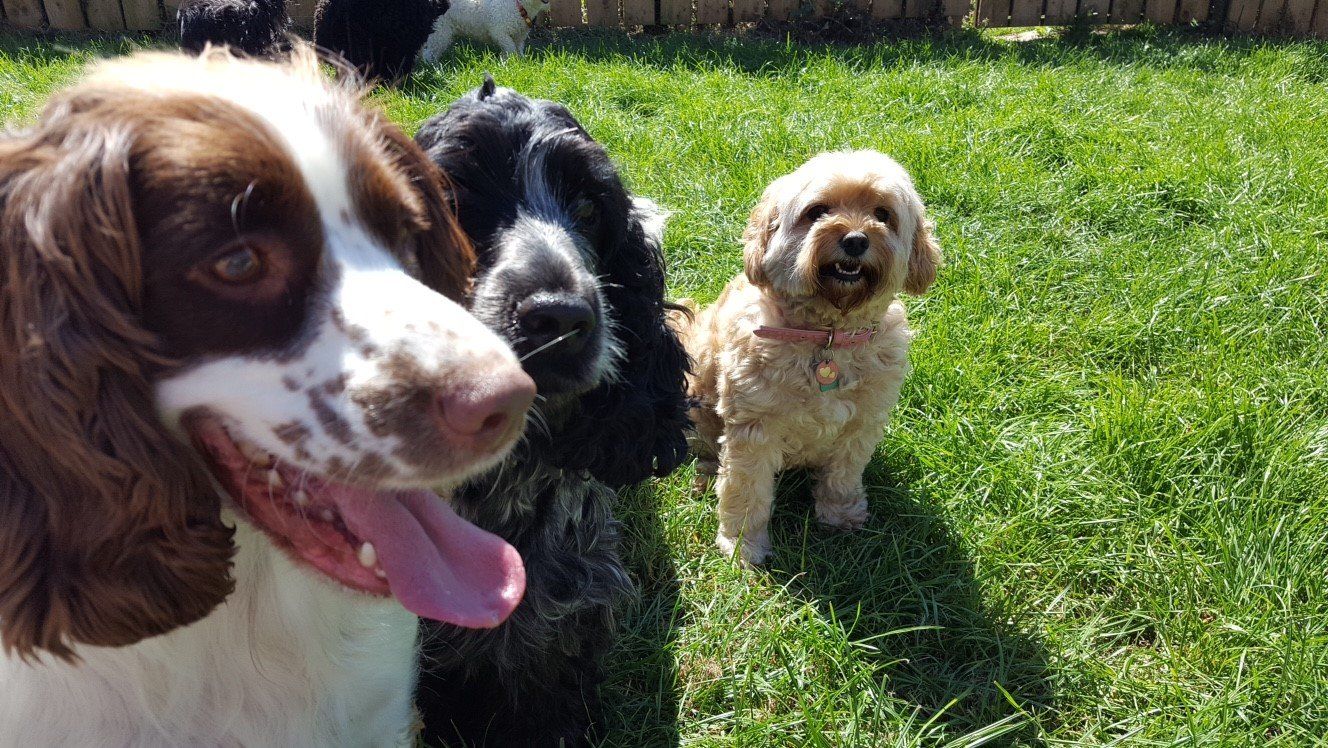 Dogs at our day care