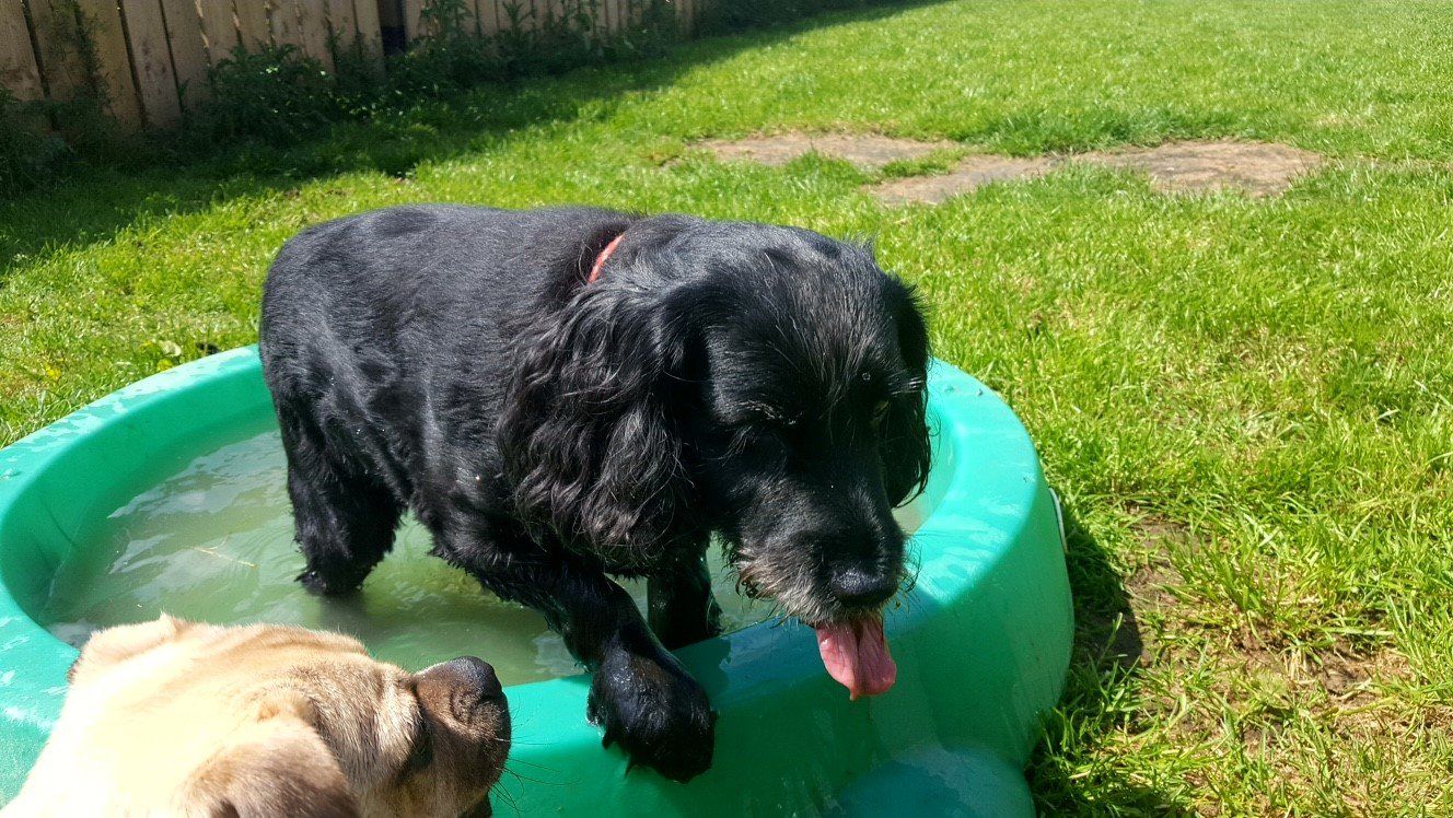 Dogs at our day care