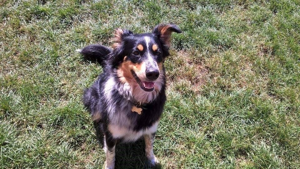 Dogs at our day care