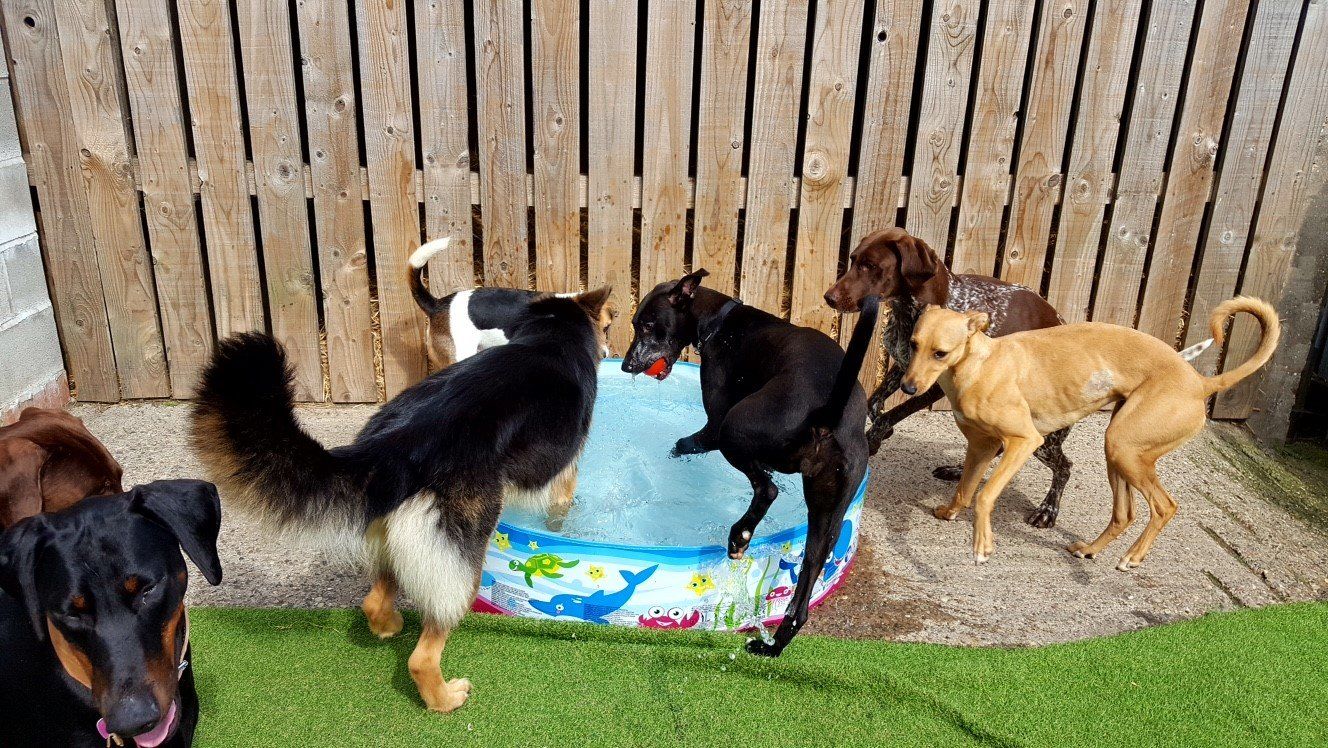 Dogs at our day care