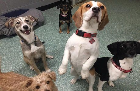 Dogs at our day care