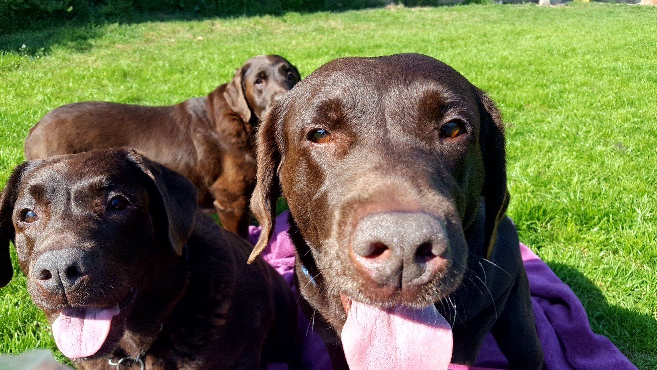 Dogs at our day care