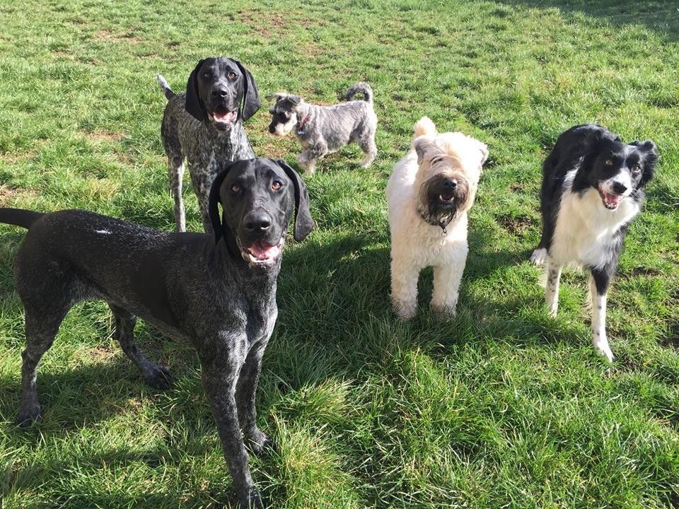 Dog daycare