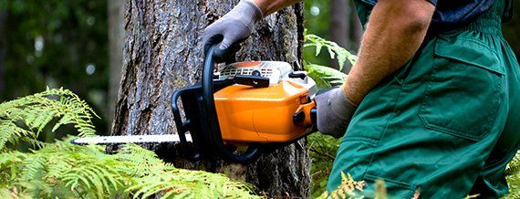 Tree Service Removal — Tree Care by Hudson & Sons Tree Service in Enon Valley, PA Tree Service Removal — Tree Care by Hudson & Sons Tree Service in Enon Valley, PA