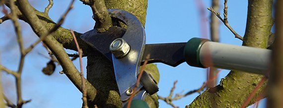 A tree in Coraopolis, PA, getting a professional tree trimming
